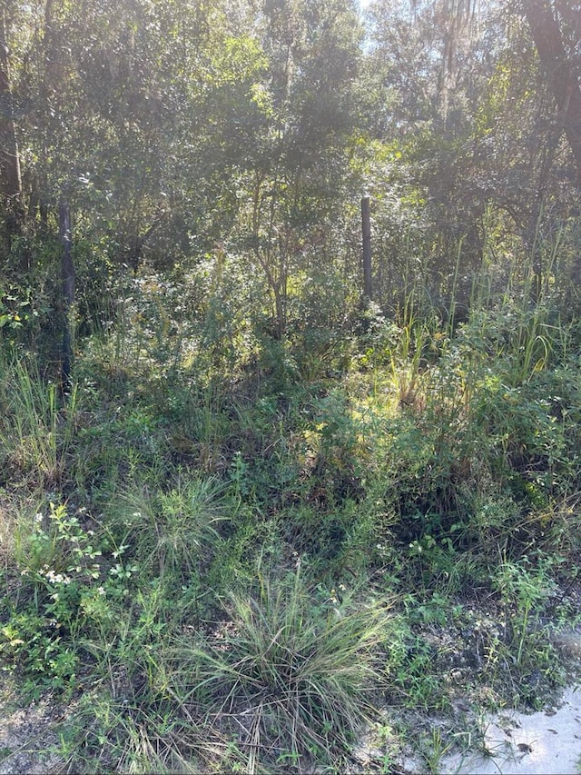 4215 NE 172nd Ave, Silver Springs, FL 34488 - photo 4