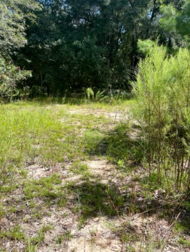 4215 NE 172nd Ave, Silver Springs, FL 34488 - photo 5