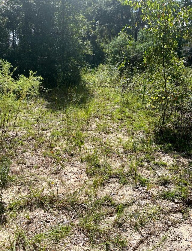4215 NE 172nd Ave, Silver Springs, FL 34488 - photo 6