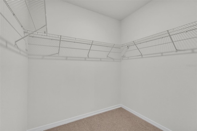 1850 Walnut Creek Dr, Kissimmee, FL 34744 - walk in closet featuring carpet flooring