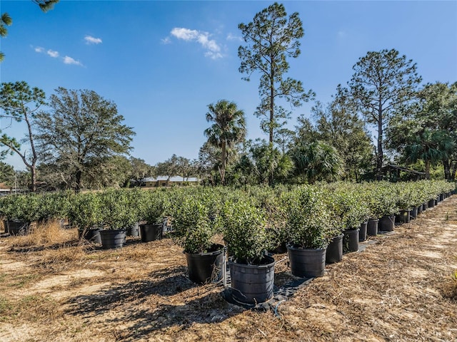 1275 Normandy Dr, Haines City, FL 33844 - view of yard