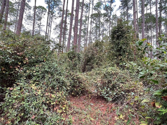 108 SE 5th St, Georgetown, FL 32139 - photo 6