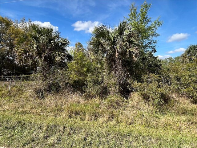 14667 NW 294th St, Okeechobee, FL 34972 - photo 5