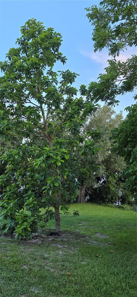 13206 SW 144th Pkwy, Okeechobee, FL 34974 - photo 49