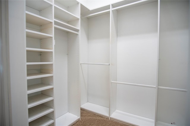 walk in closet with carpet floors