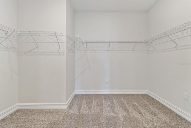 spacious closet featuring carpet floors