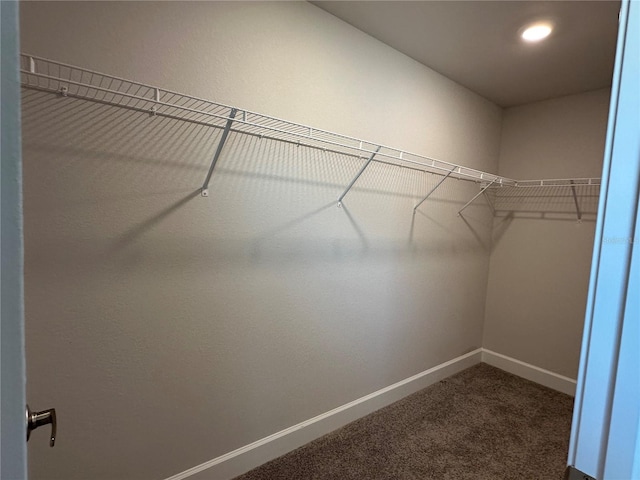 spacious closet featuring carpet floors