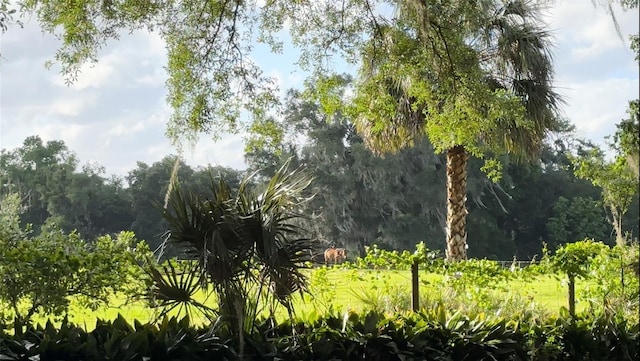 18001 SE Hawthorne Rd, Hawthorne, FL 32640 - view of local wilderness