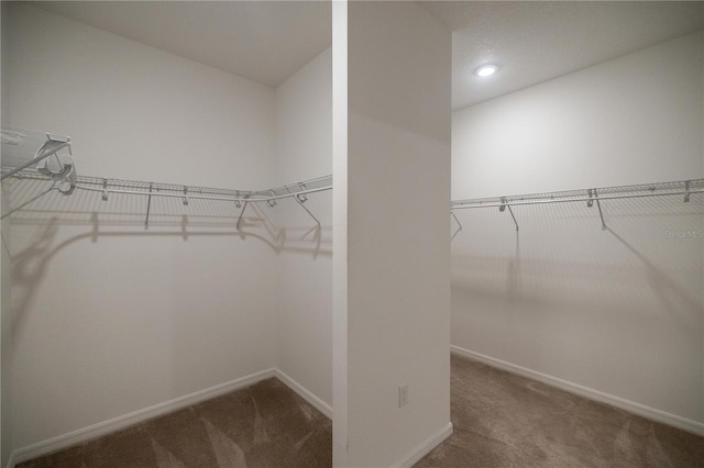 spacious closet featuring carpet flooring