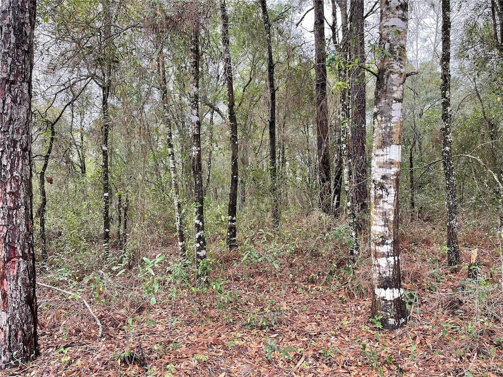 LOT6 NE 6th Cir, Williston, FL 32696 - photo 2