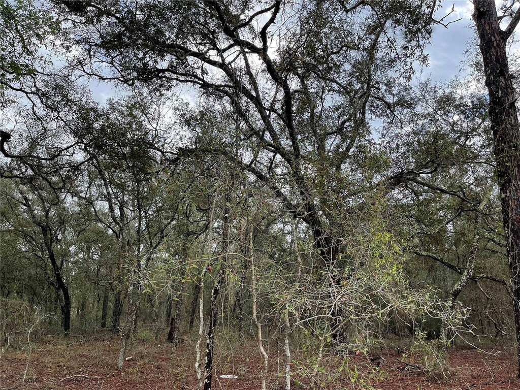 LOT8 NE 120th Ave, Williston, FL 32696 - photo 2