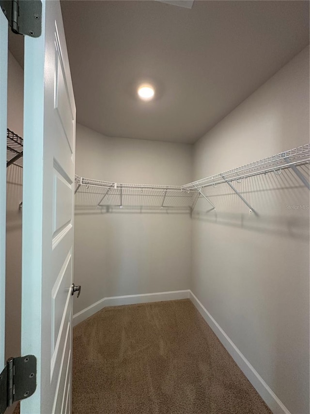 walk in closet with carpet floors