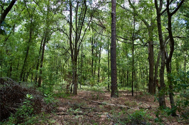 view of local wilderness