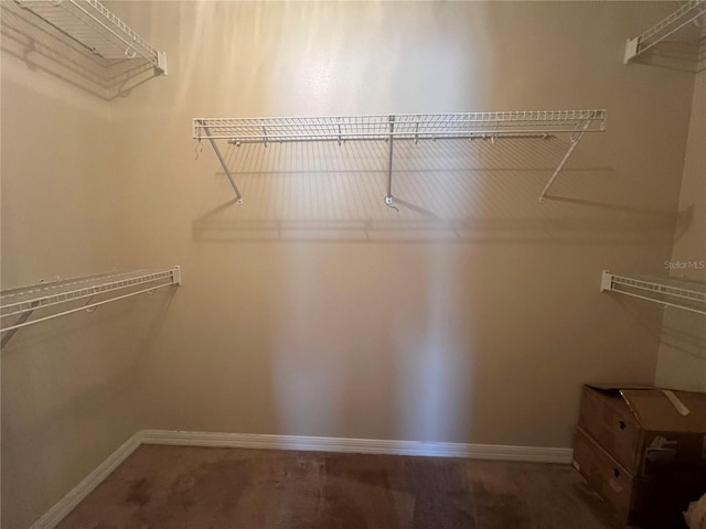 spacious closet with carpet flooring