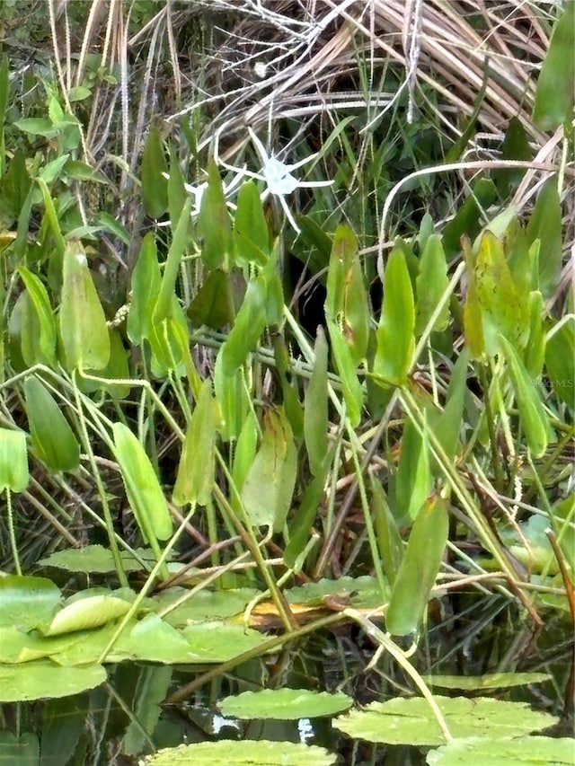 view of nature