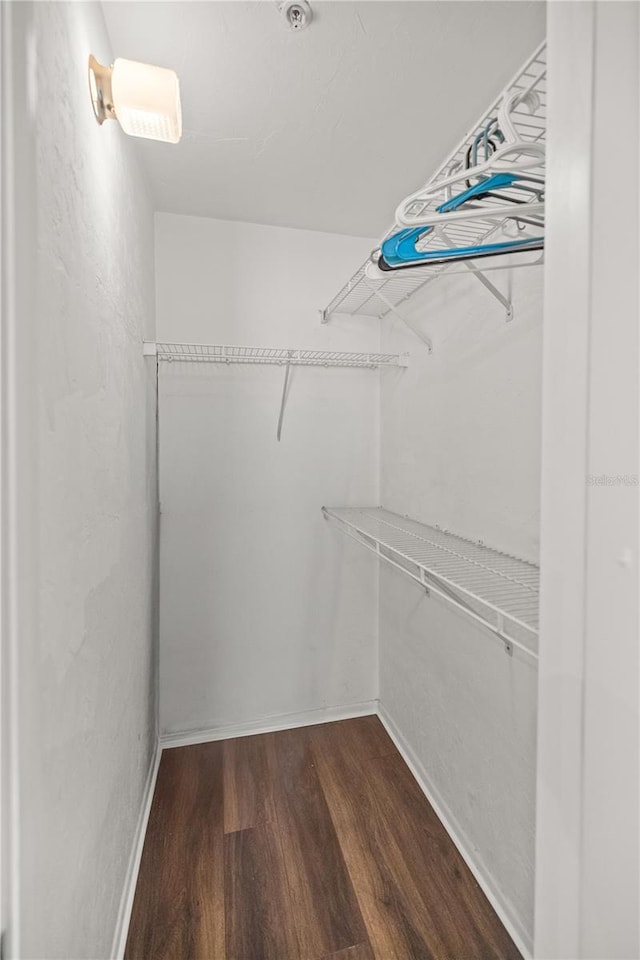 spacious closet featuring dark hardwood / wood-style floors