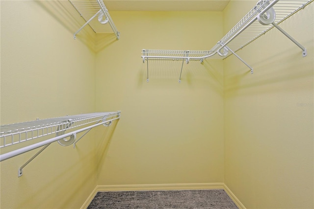 walk in closet with carpet floors