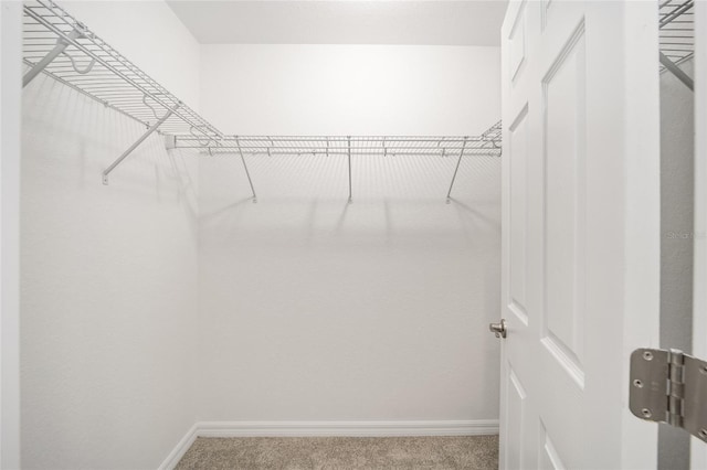 spacious closet featuring carpet flooring