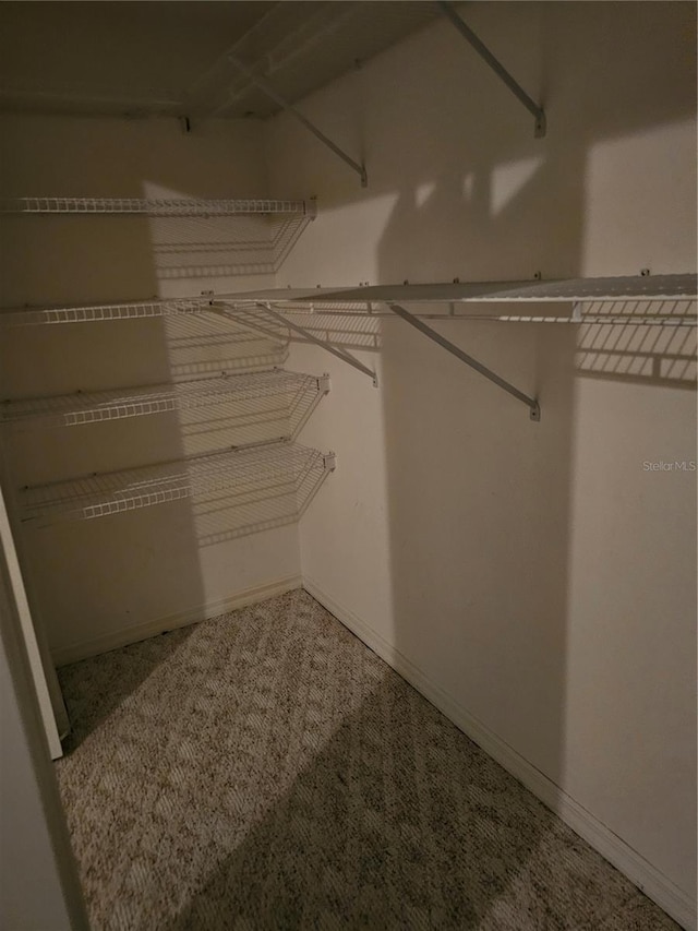 walk in closet with carpet floors