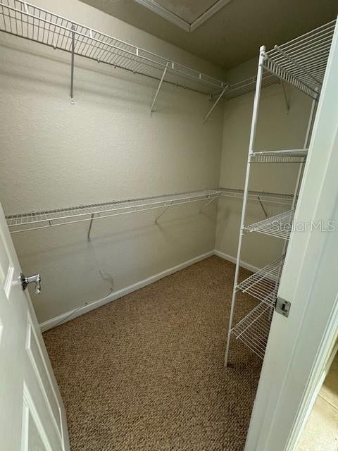 spacious closet featuring carpet floors