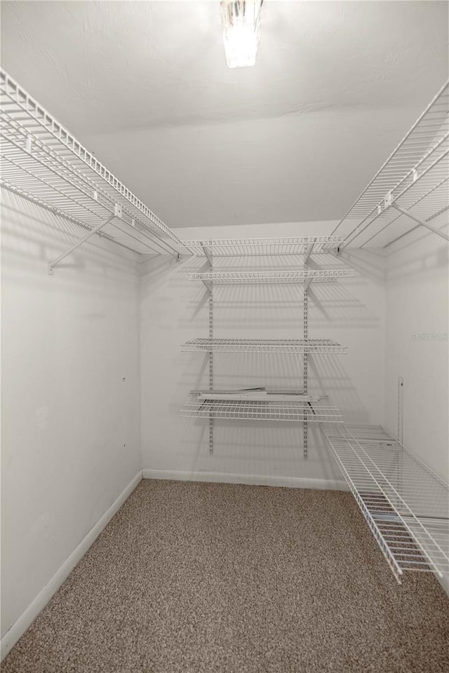 walk in closet featuring carpet floors