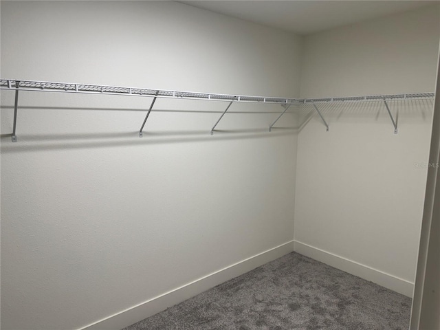 spacious closet with carpet flooring