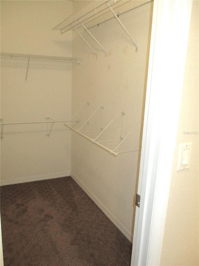 walk in closet featuring carpet