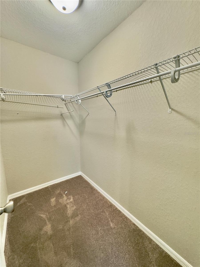 spacious closet featuring carpet