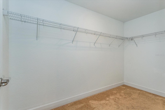 walk in closet with carpet floors