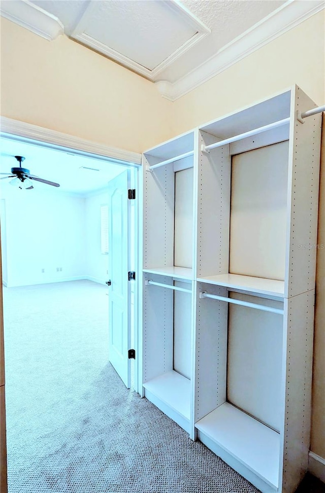 spacious closet with ceiling fan and carpet floors