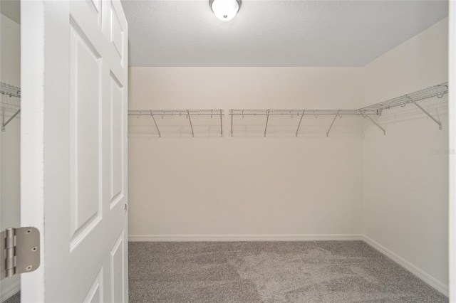 walk in closet with carpet flooring