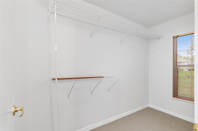 spacious closet featuring carpet floors