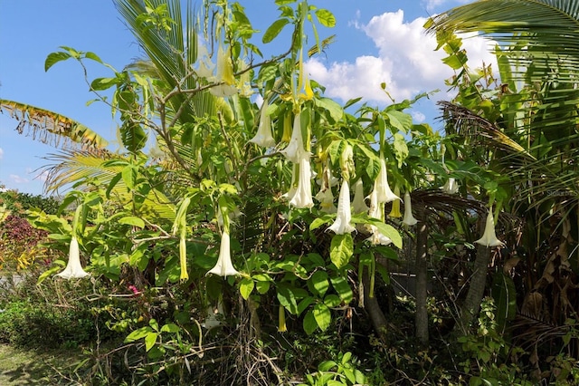 view of nature