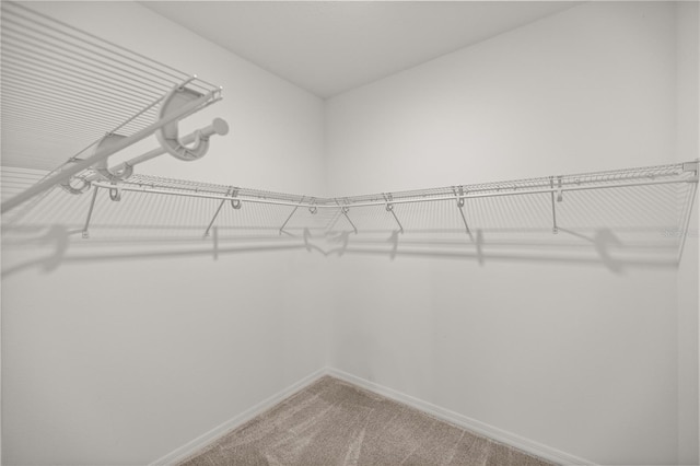 spacious closet featuring carpet