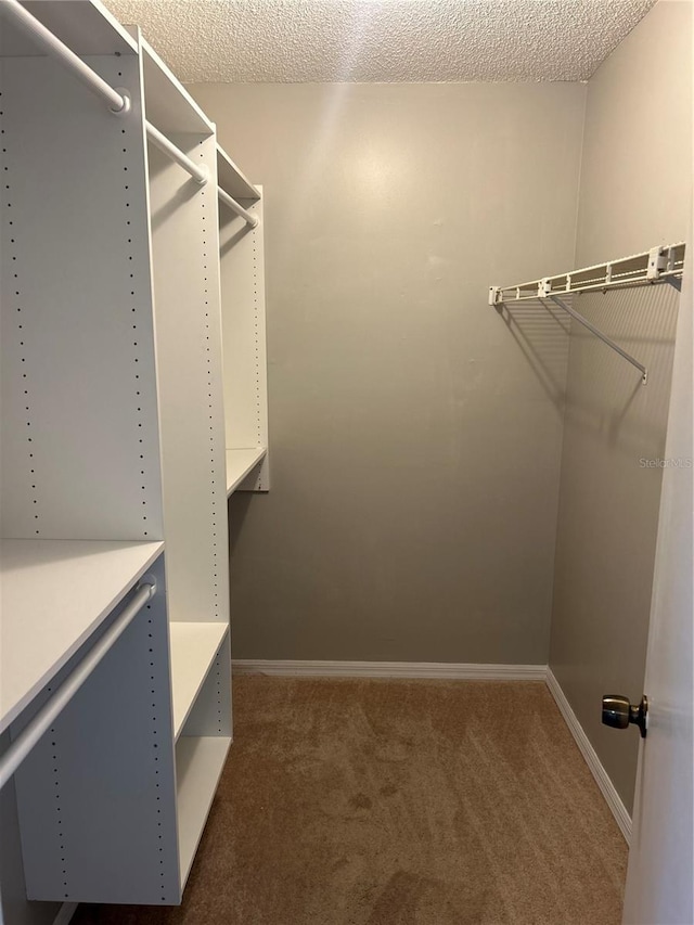 spacious closet featuring carpet flooring