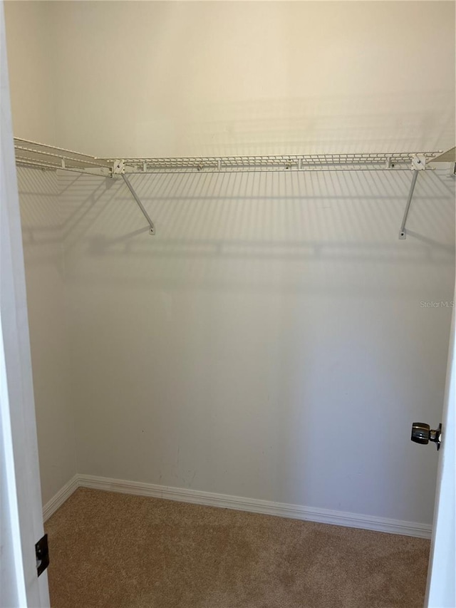 walk in closet with carpet