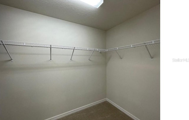 spacious closet featuring carpet floors