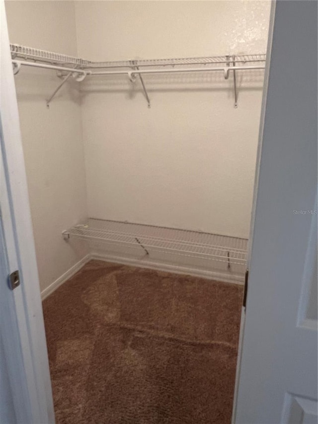 walk in closet featuring carpet floors