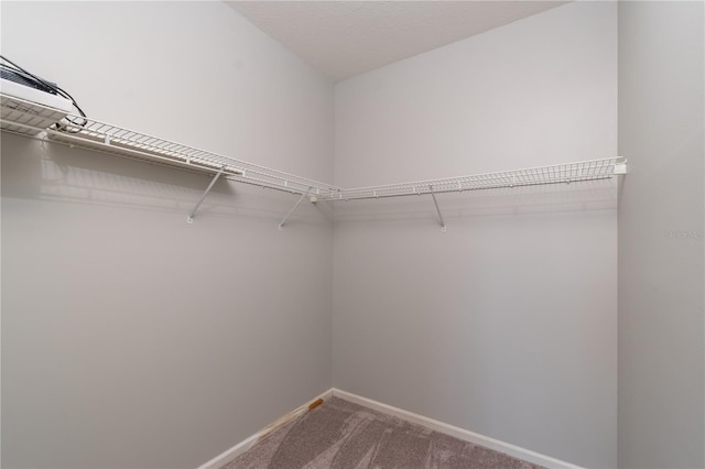 spacious closet with carpet floors