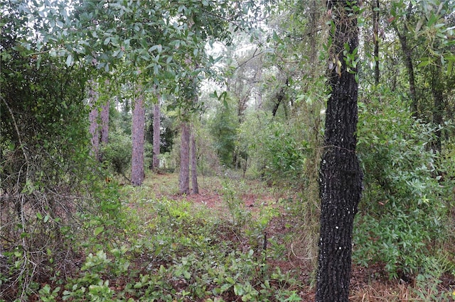 00 NW Beuna Vista Rd, Dunnellon FL, 34431 land for sale