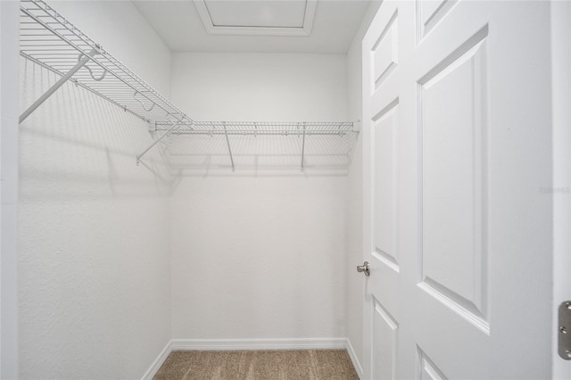 walk in closet with carpet floors