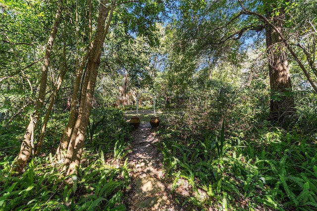 view of local wilderness