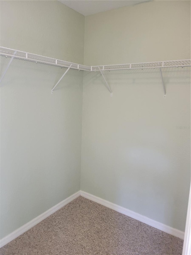 spacious closet featuring carpet