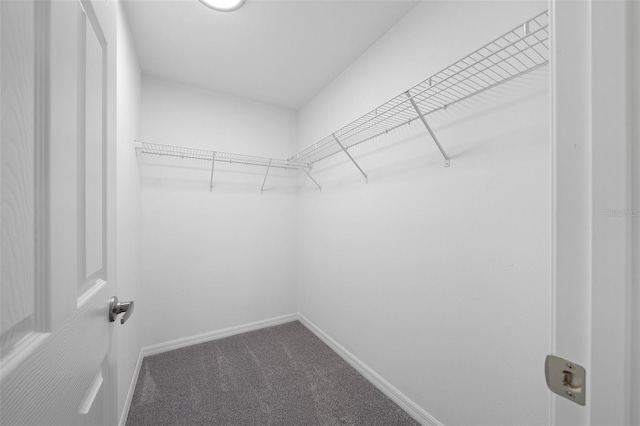 19662 SW Marine Blvd, Dunnellon, FL 34431 - walk in closet featuring carpet flooring