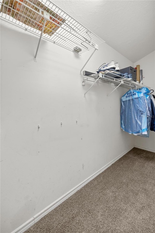 spacious closet featuring carpet floors