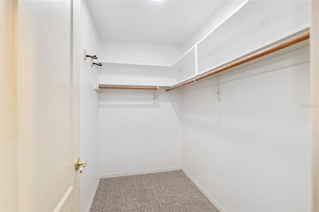 walk in closet with carpet flooring