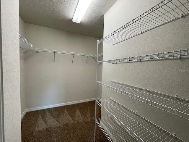 spacious closet featuring carpet flooring