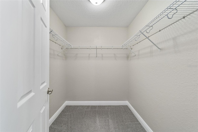 spacious closet featuring carpet