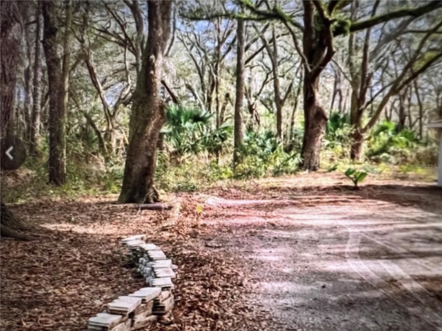 view of local wilderness