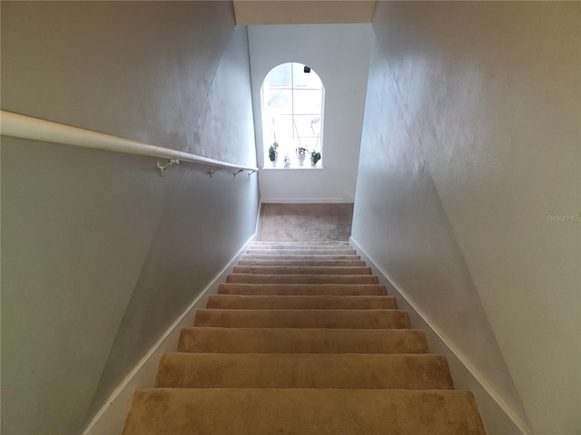 staircase featuring carpet floors